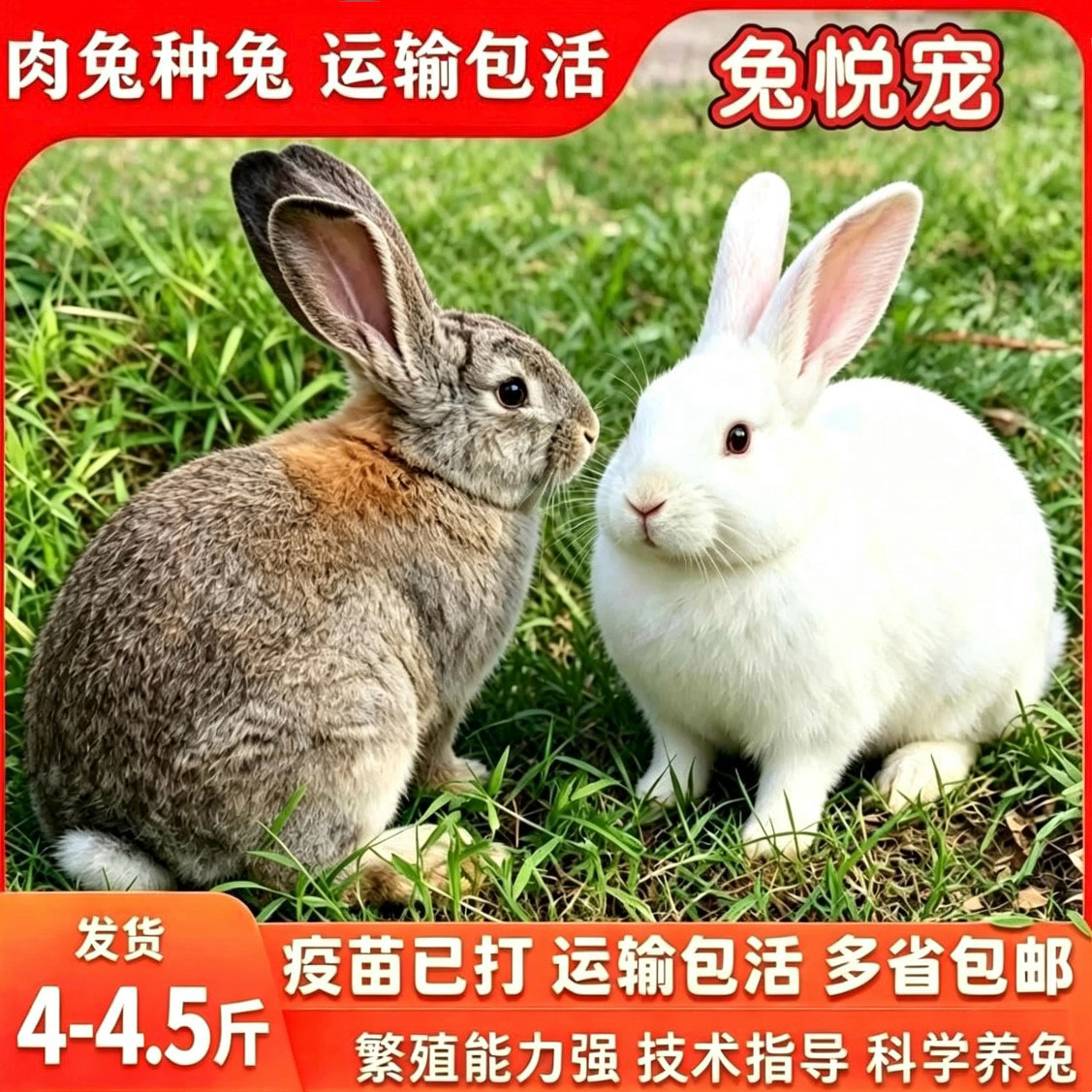 大型比利时肉兔散养可繁殖使用大肉兔新西兰白兔中华黑兔包邮包活