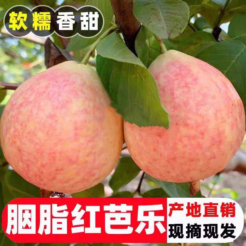 广州增城胭脂红番石榴红心芭乐软糯老树果孕妇中秋水果顺丰包邮