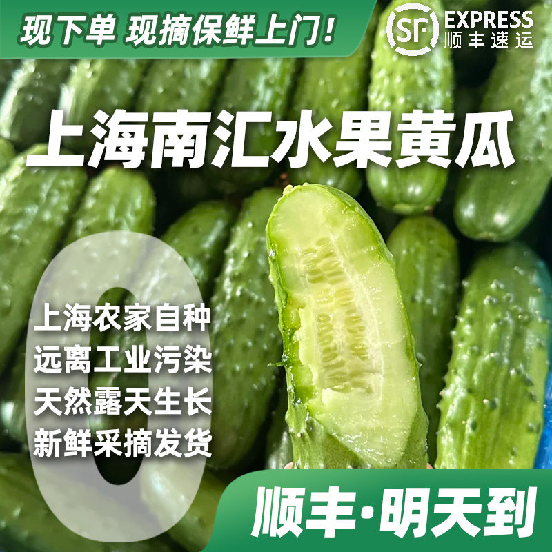 上海南汇新鲜现摘水果黄瓜小黄瓜青瓜生吃水果农家孕妇新鲜蔬菜