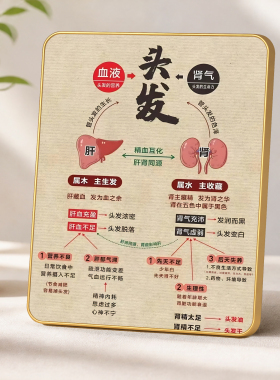 美容院养生馆肝肾养发科普摆件