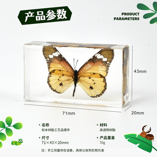 71cm中号蝴蝶标本琥珀摆件科普