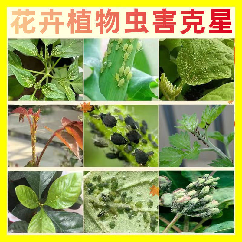 小黑飞专杀花土里的虫子驱花盆里小飞虫蚜虫植物花卉杀虫杀虫剂药