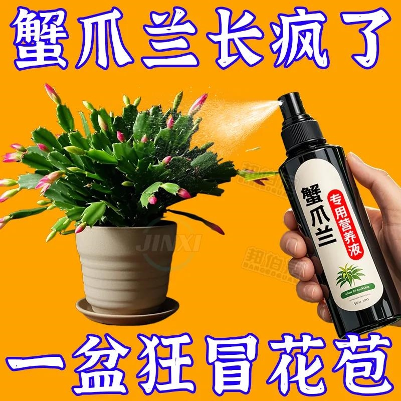 【猛出苞】蟹爪兰催花专用营养液干瘪软烂根壮根不开花催花延花期