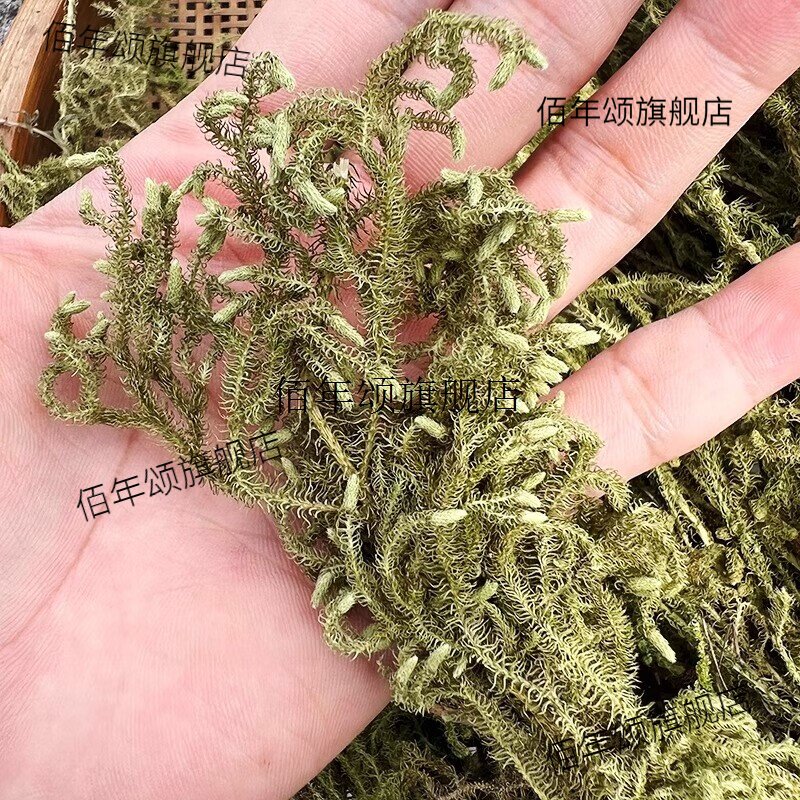 野生全株伸筋草带根泡酒