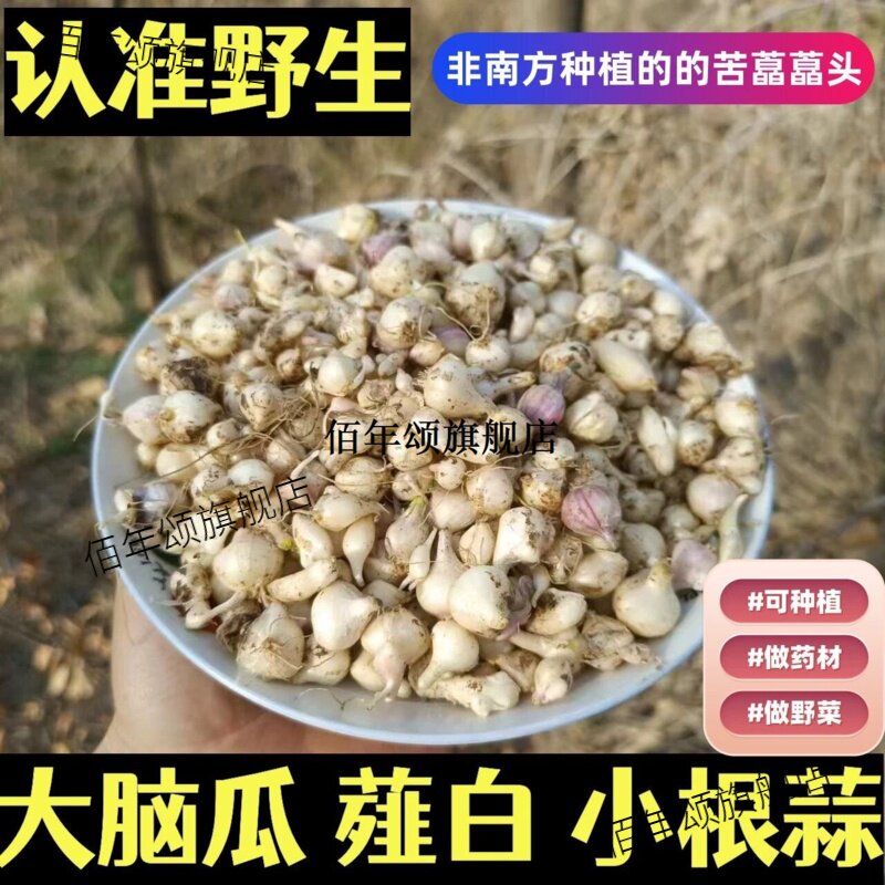 野生新鲜薤白小蒜根东北大