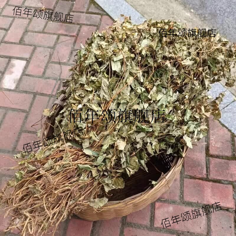 新货农家自晒整株带根鱼腥草干