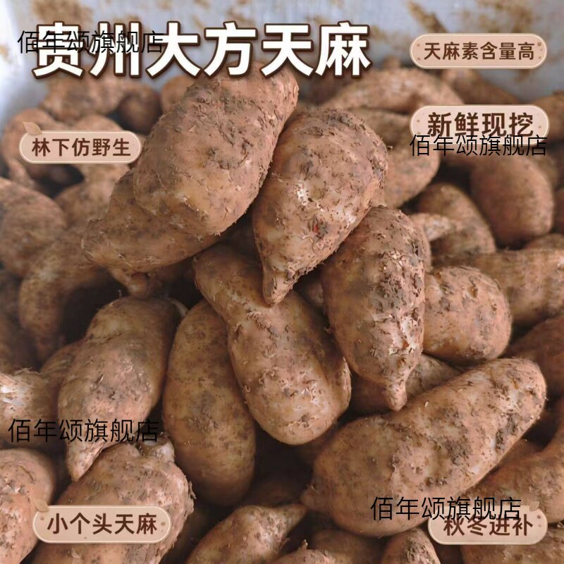 贵州大方林下仿野生新鲜天麻三年生长秋冬进补现挖现发带泥发货