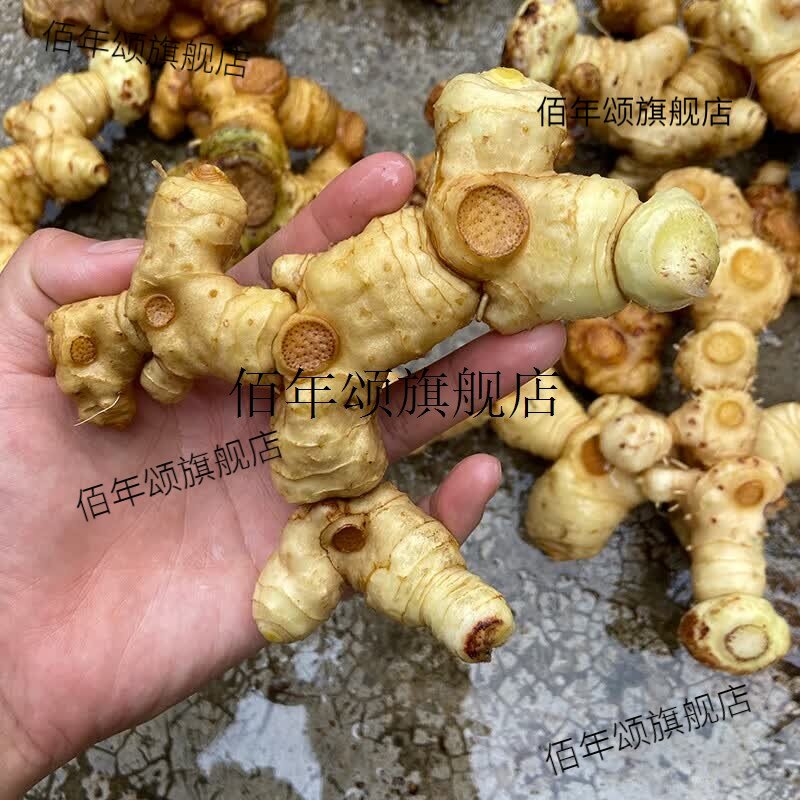 深山野生黄精老虎姜煲汤泡酒图片