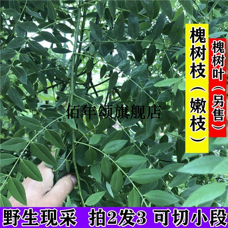 野生新鲜槐树枝国叶五汤原