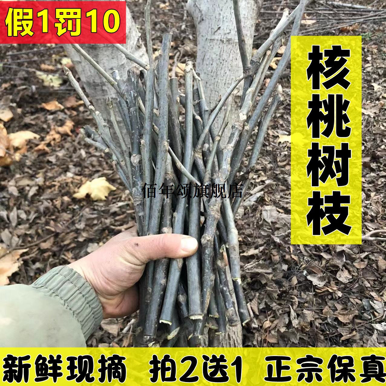 泰山野生新鲜核桃树枝根叶
