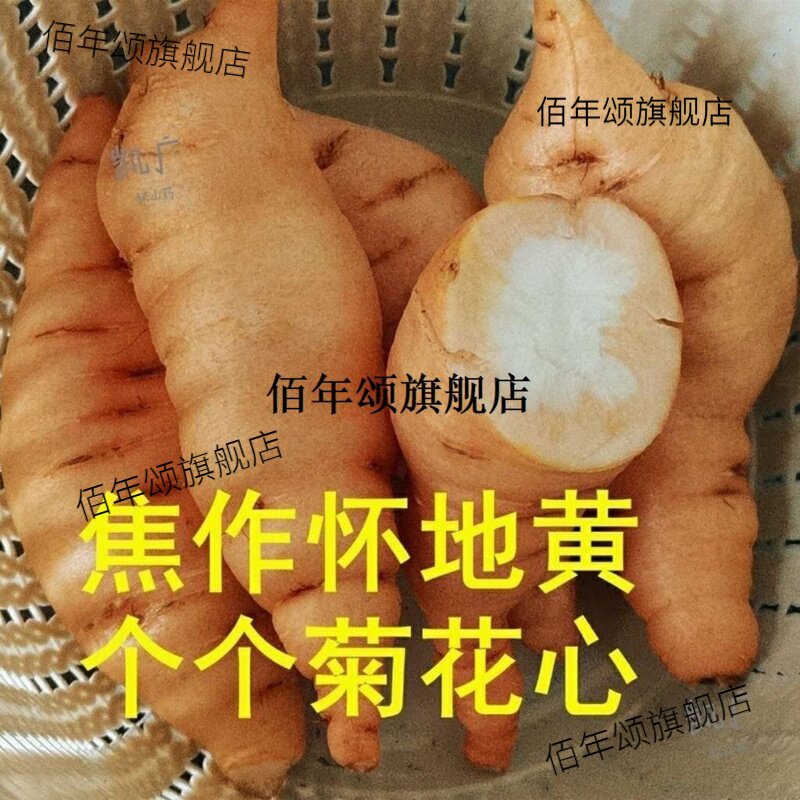 河南焦作正宗怀鲜地黄新生