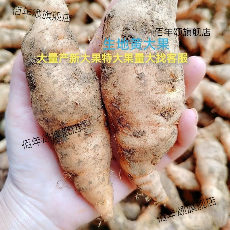 河南焦作原产地正宗鲜生地黄煲汤