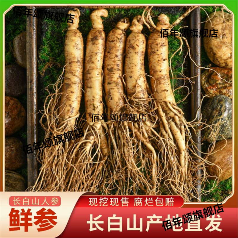 长白山现挖带土鲜参250g/500g