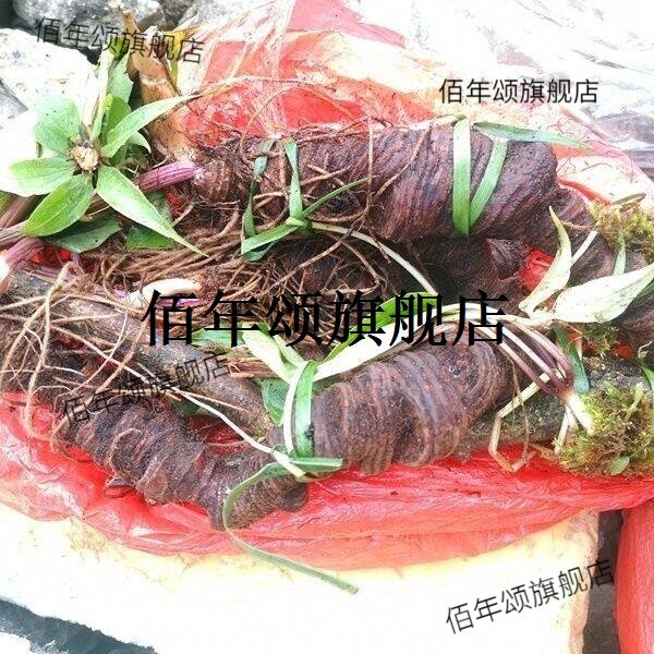 重楼贵州新鲜材独脚莲七叶