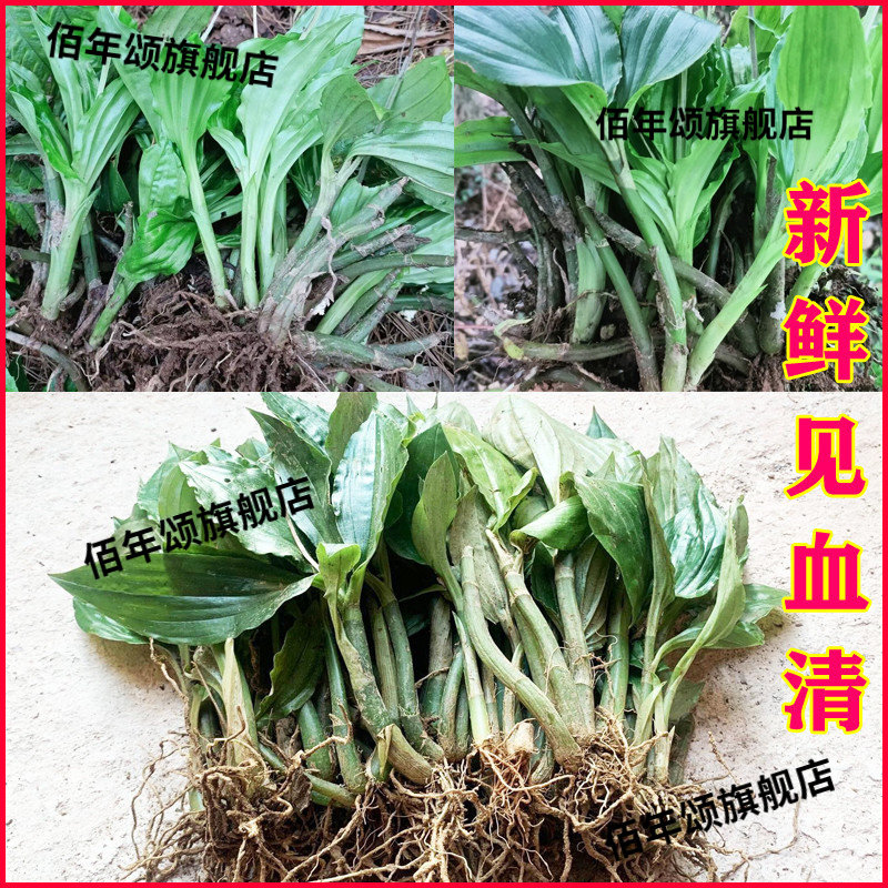 野生新鲜见血清草药泡茶