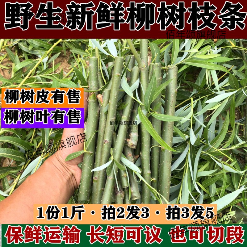 山东野生新鲜柳树枝叶干品