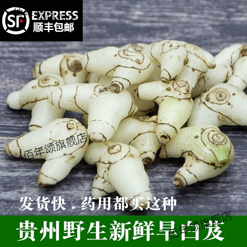 贵州药用白芨新鲜可种材旱