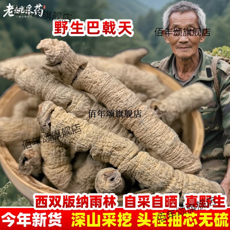 云南西双版纳巴戟天材野外