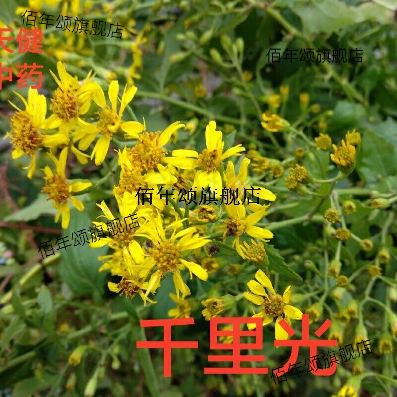 千里光野菊花眼明草药食同源