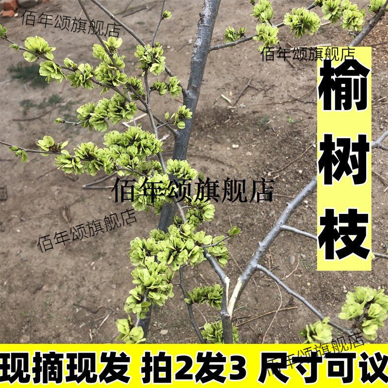野生新鲜榆树枝钱家春粘榔