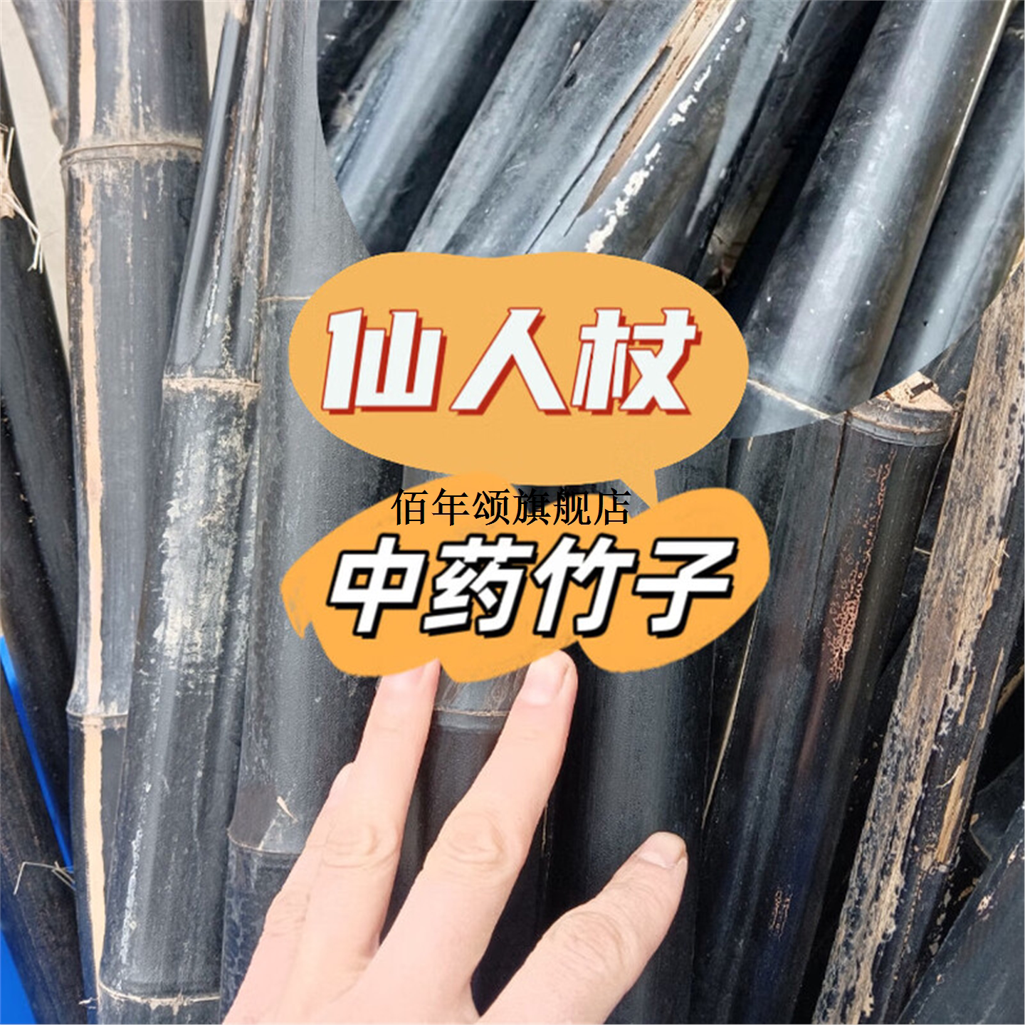 仙人杖黑漆嫩竹时感染菌化天