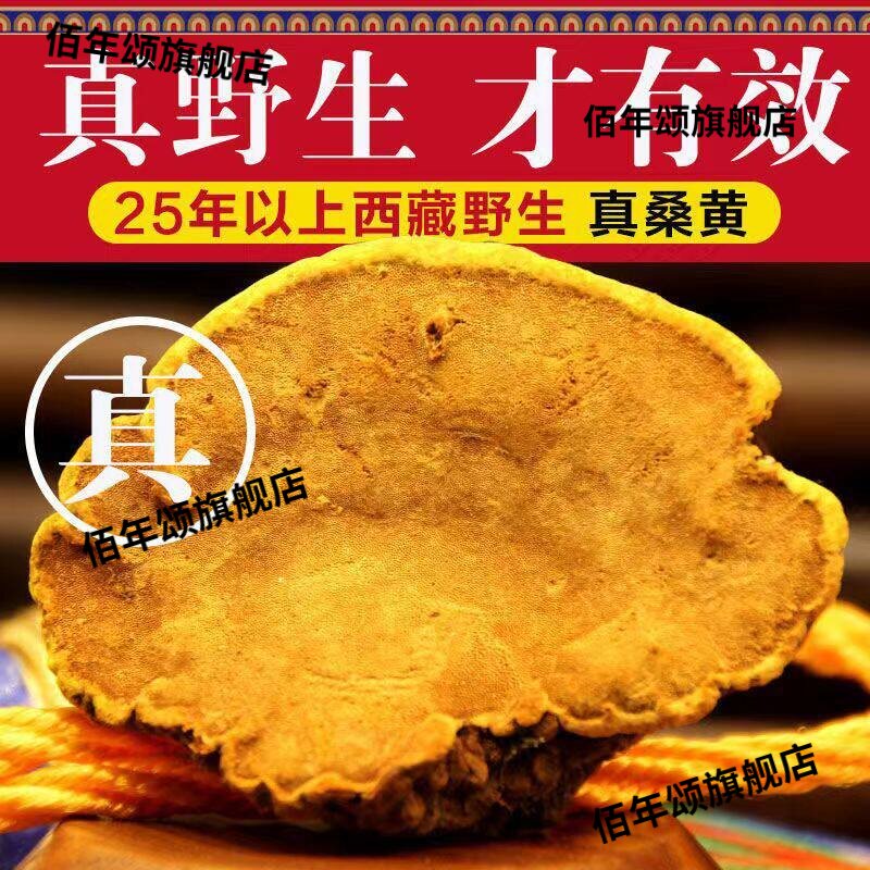 正宗西藏野生特级金边桑黄泡酒