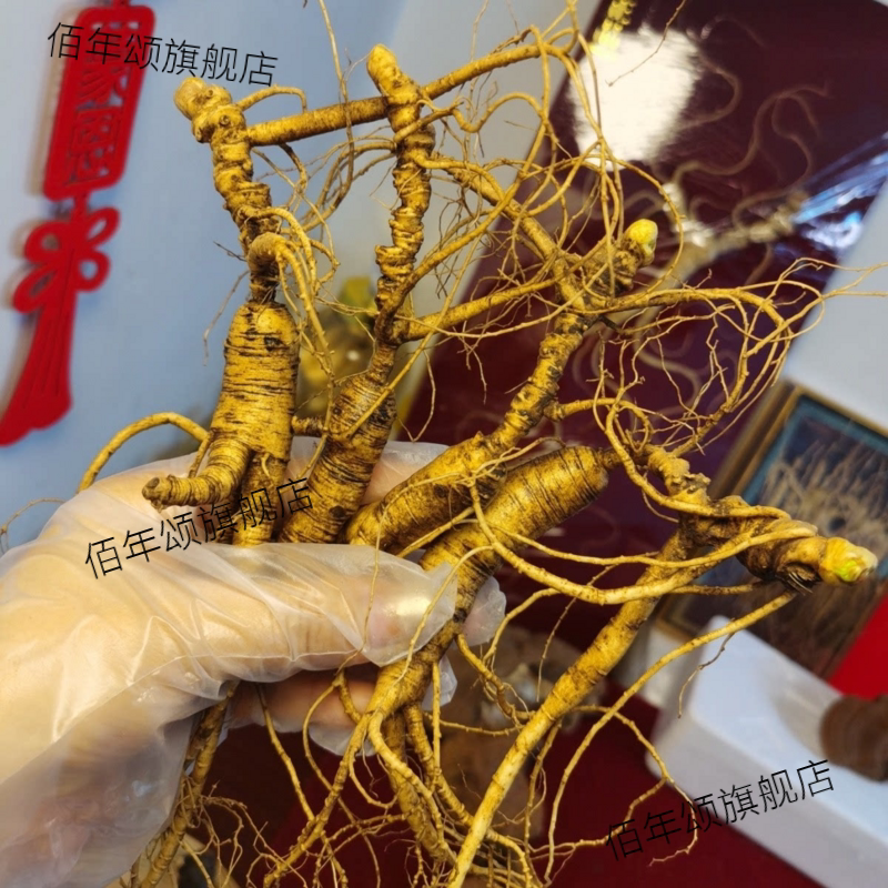 东北林下籽参新鲜长白山移