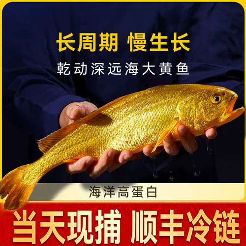 深海有机大黄鱼冰鲜海鲜水产顺丰冷链新鲜黄瓜鱼冷冻黄花鱼整条