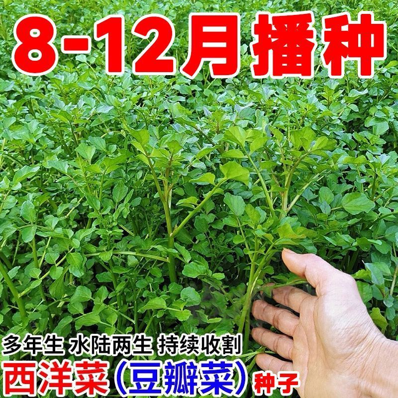 西洋菜种籽四季种植水生非转营养豆瓣蔬菜籽庭院阳台种西洋菜种子