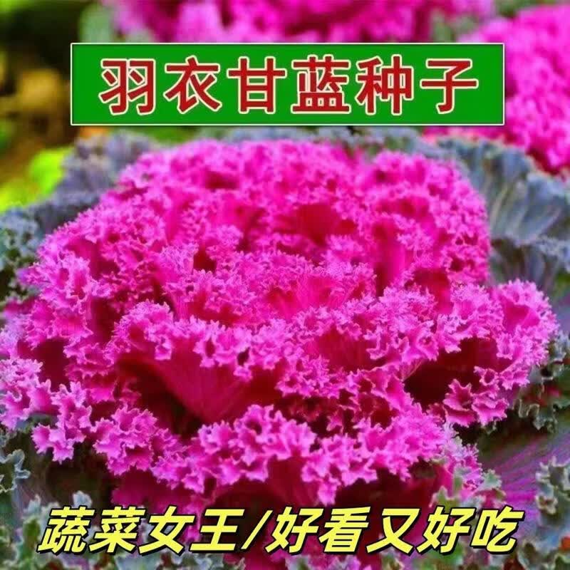 四季种紫羽衣甘蓝种子营养丰富减脂菜新宠庭院种植