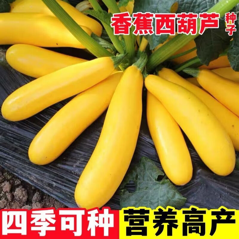 香蕉西葫芦种子黄金香蕉瓜种籽营养高产生吃阳台盆栽四季蔬菜种子