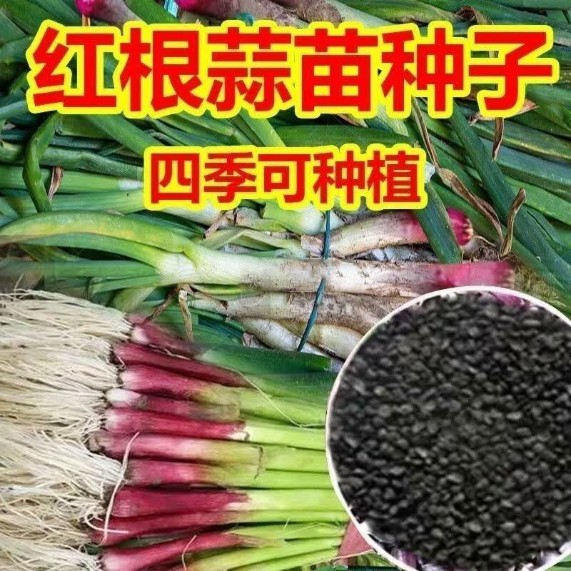 红根宽叶菜种籽香蒜种子大全蔬菜种子蒜苗种子春秋播种