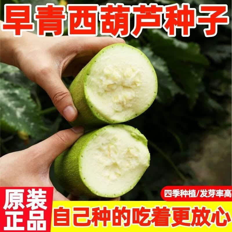 西葫芦种子高产蔬菜种籽苗秧春季菜葫芦庭院爬藤四季农家菜种大全
