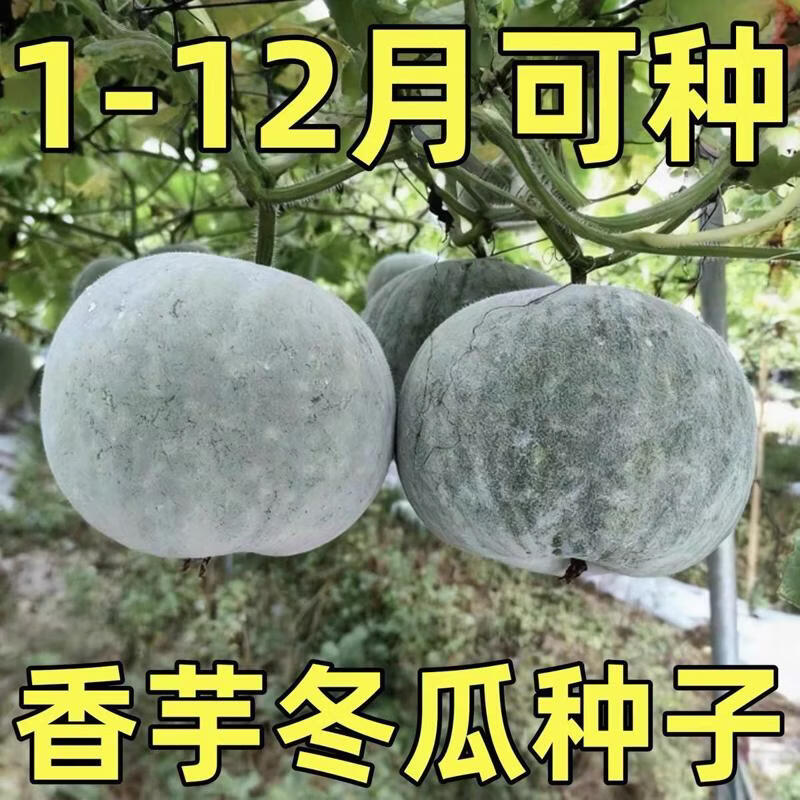 香芋迷你小冬瓜种子香味白粉皮水果冬瓜种籽春夏农家菜园蔬菜种孑