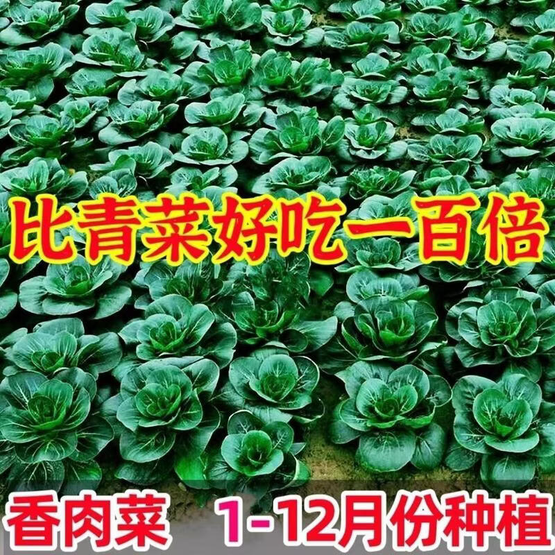 香肉菜种子好吃香肉菜种籽耐热耐寒春秋季播种农家青菜籽蔬菜籽