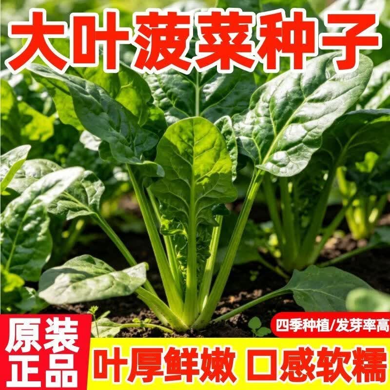 大叶菠菜种子阳台种籽抗热菜种四季蔬菜秋冬籽种盆栽波菜子种籽子