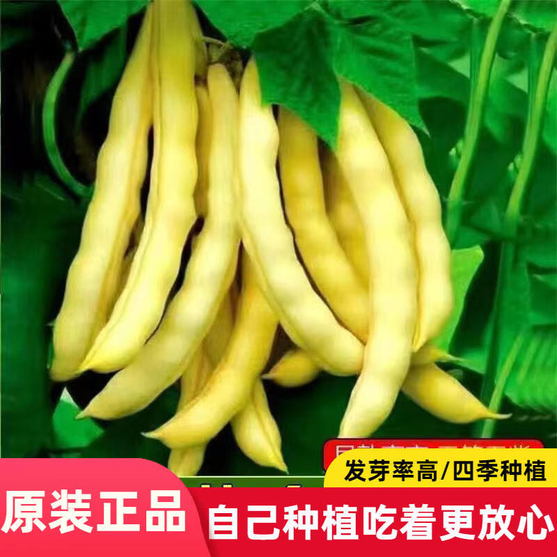 钩架豆种子勾东北油豆角籽无筋无柴黄色早熟高产蔬菜种子