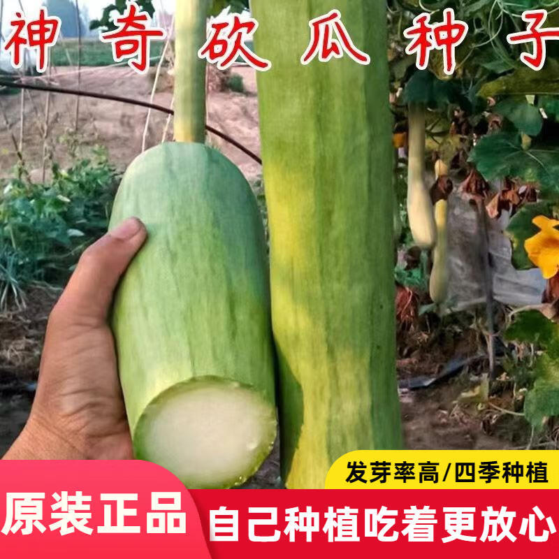 神奇砍瓜种子一年种特大农家吊瓜巨型菜瓜爬藤藤蔓蔬菜种子孑