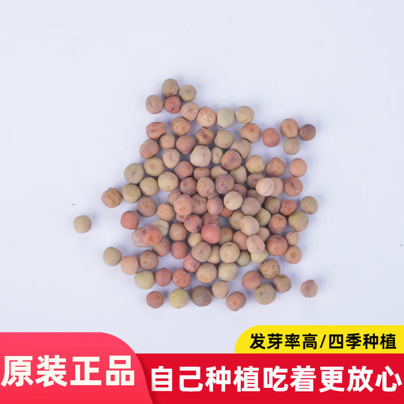大荚荷兰豆种子易种植荷兰豆种子阳台庭院种早熟大荚荷兰扁豆籽