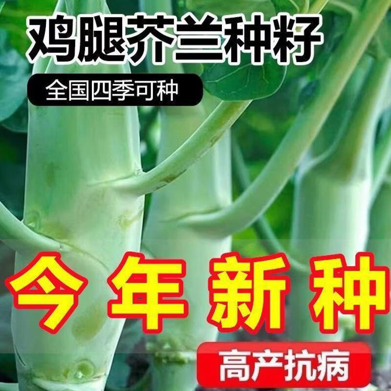 【割了又长】广东鸡腿芥兰菜种子甜脆芥蓝菜阳台盆栽四季蔬菜种子
