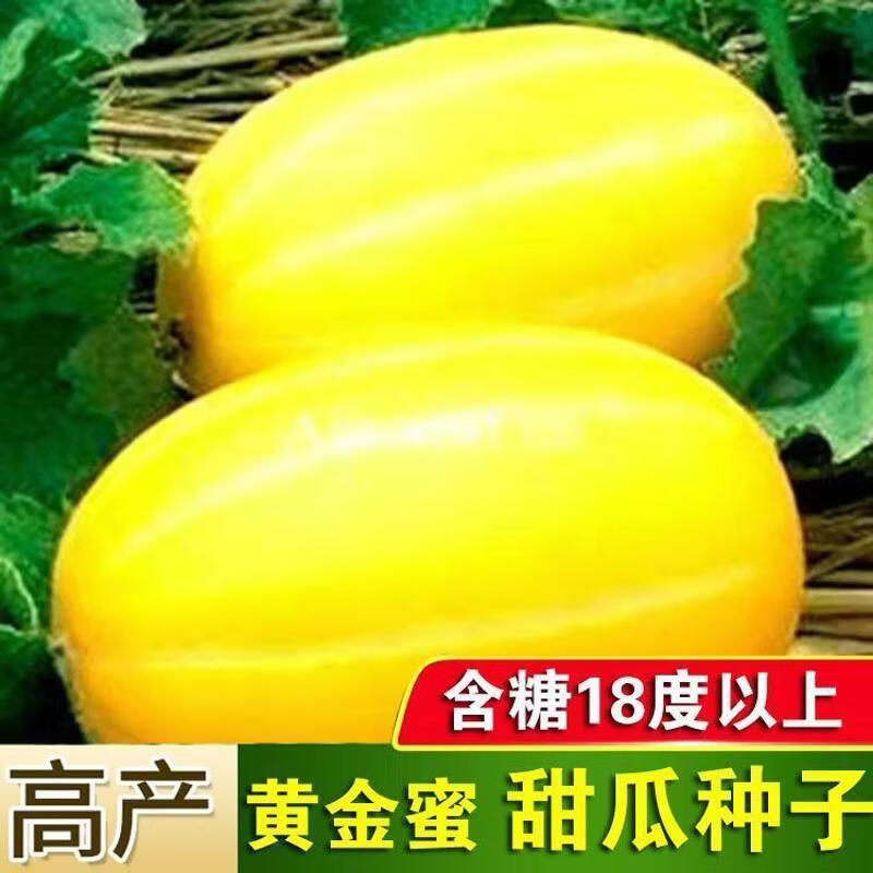 黄金蜜甜瓜种子超甜中早熟春夏冬四季农家大田甜掉牙水果香瓜