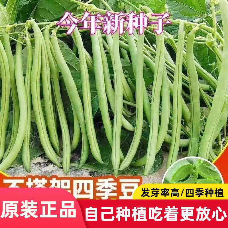 【只卖好种】无架豆种子无筋豆种子不用搭架春季庭院阳台菜籽
