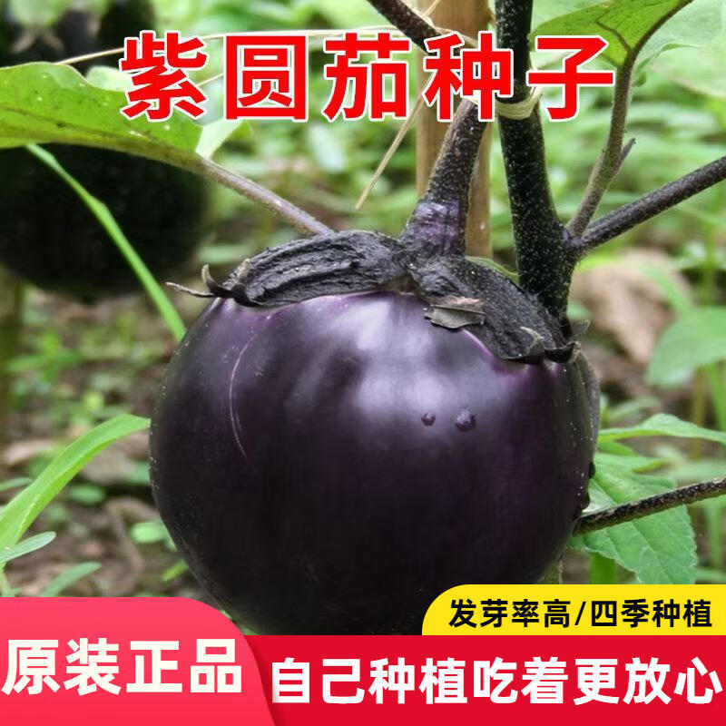紫黑圆茄种子高产黑紫色茄子特大圆茄室外盆栽易种蔬菜种子籽