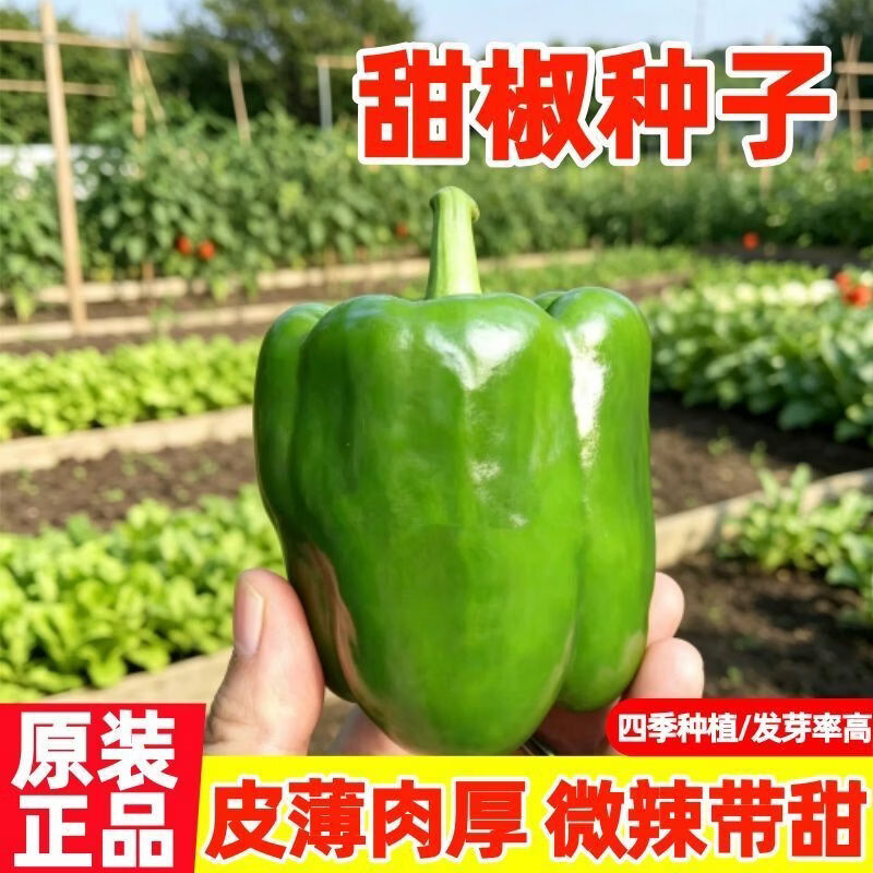 特大甜椒种子全国适种高产灯笼椒春季早熟青椒王阳台种植不辣圆椒