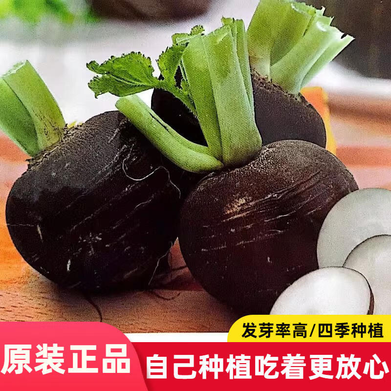 黑皮水果萝卜种子萝卜种籽沙窝萝卜胡萝卜种蔬菜种子大全