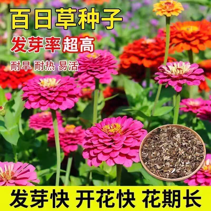 百日草百日菊四季播种庭院室外阳台野花百日菊种子波斯菊七彩花种