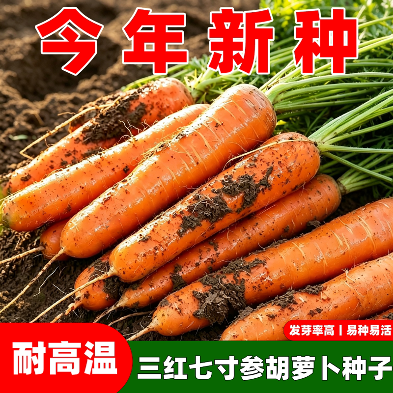 三红七寸胡萝卜种子黑田五寸参水果萝卜种籽庭院菜园秋季蔬菜种孑