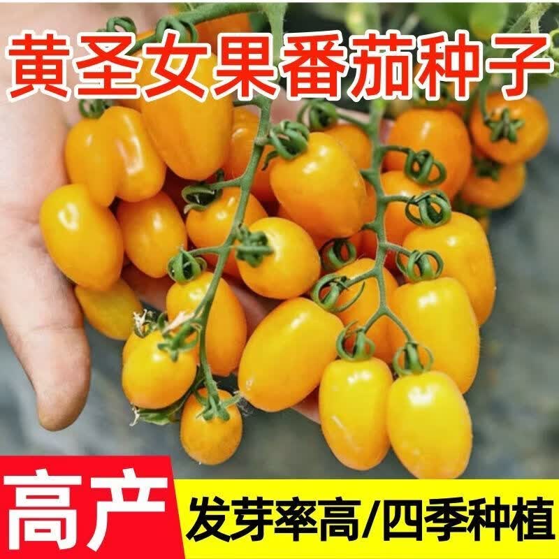 黄圣女果番茄种子黄色樱桃番茄小柿子种子四季室内千禧番茄种籽