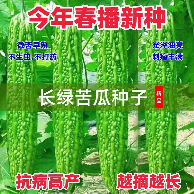 高产长绿苦瓜种子疙瘩绿特大青皮苦瓜种籽春秋季抗病四季蔬菜种子