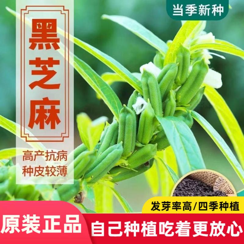 春播黑芝麻种子黑芝麻种子早熟传统食用两用高油乌黑芝麻种籽